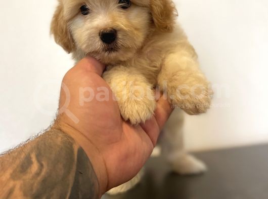 Mi̇ni̇ Maltipoo Yavrular görsel