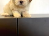 Sevi̇mli̇ Maltipoo Yavrulari