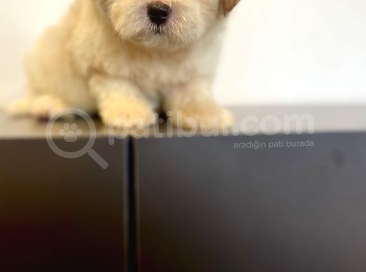 Sevi̇mli̇ Maltipoo Yavrulari görsel