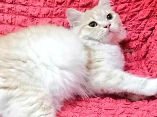 Oyuncu Güzel Gözlü Kızımız görsel