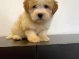 Sevi̇mli̇ Maltipoo Yavrulari