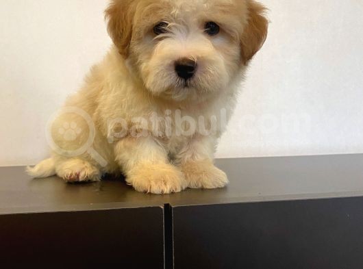 Sevi̇mli̇ Maltipoo Yavrulari görsel