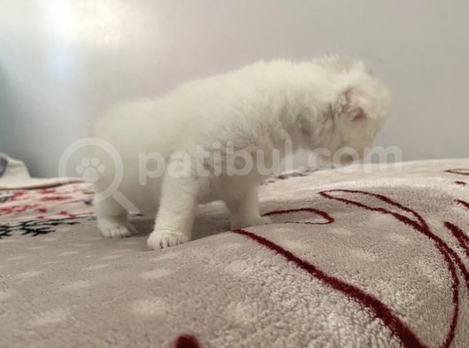 Birbirinden Güzel Yavrular görsel