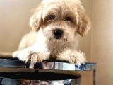 Maltipoo Yavrular