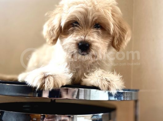 Maltipoo Yavrular görsel
