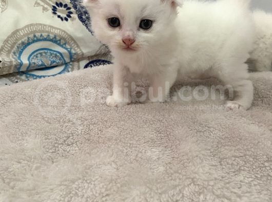 Birbirinden Güzel Yavrular görsel