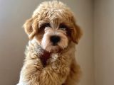 A Kali̇te Maltipoo Yavrular