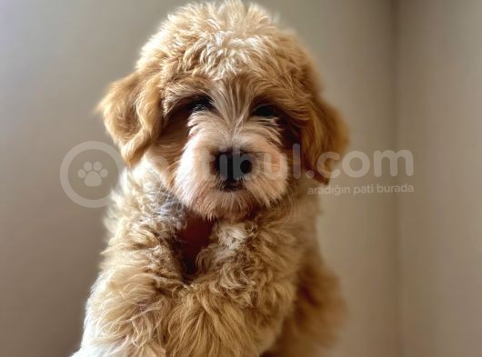 A Kali̇te Maltipoo Yavrular görsel