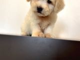 Oyuncu Maltipoo Yavrular