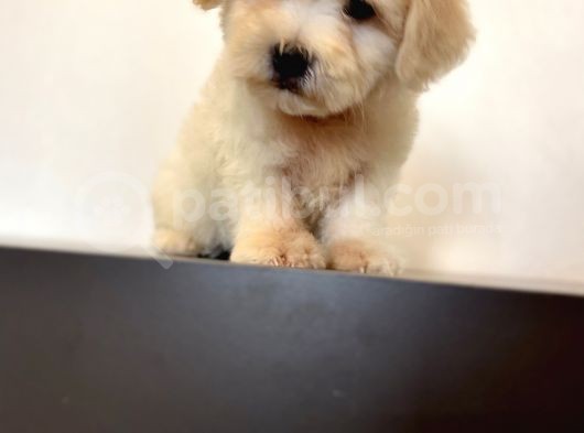 Oyuncu Maltipoo Yavrular görsel