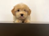 Mi̇ni̇ Maltipoo Yavrular