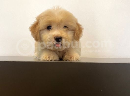 Mi̇ni̇ Maltipoo Yavrular görsel