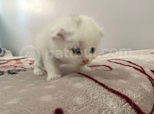 Birbirinden Güzel Yavrular görsel