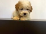 Sevi̇mli̇ Maltipoo Yavrulari