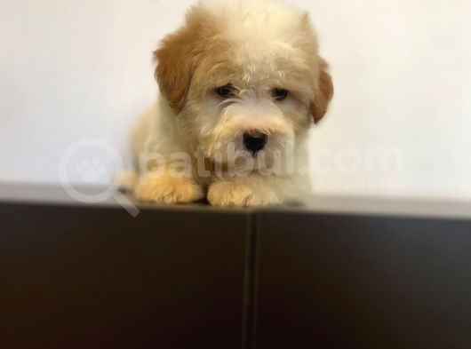 Sevi̇mli̇ Maltipoo Yavrulari