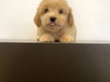 Mi̇ni̇ Maltipoo Yavrular