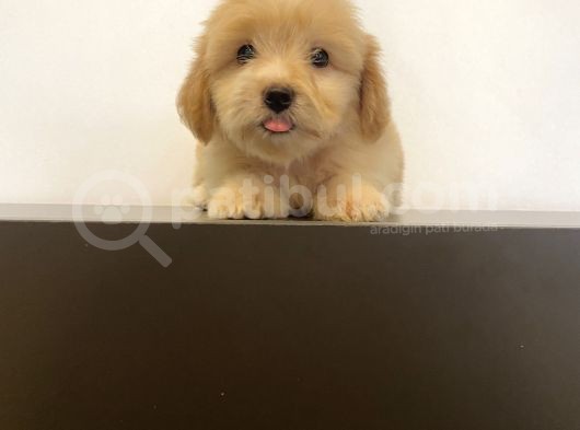 Mi̇ni̇ Maltipoo Yavrular görsel