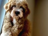 A Kali̇te Maltipoo Yavrular