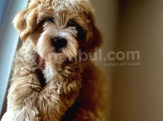 A Kali̇te Maltipoo Yavrular