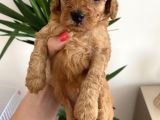 Red Brown Erkek Toy Poodle Yavrumuz