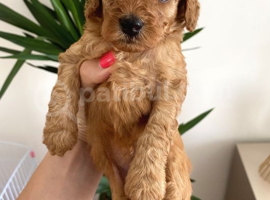 Red Brown Erkek Toy Poodle Yavrumuz görsel