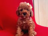 Red -Apricot Toy Poodle Yavrular