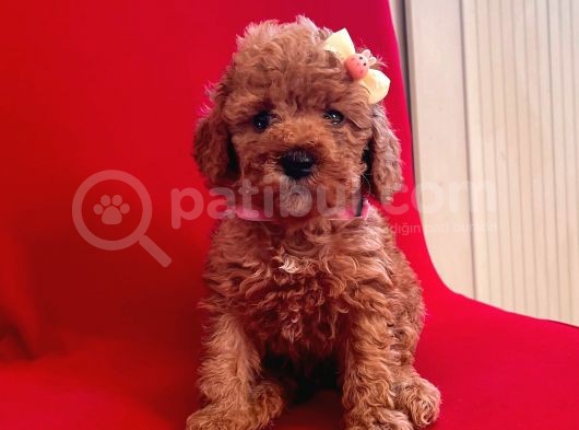 Red -Apricot Toy Poodle Yavrular