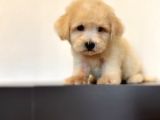 Oyuncu Maltipoo Yavrular