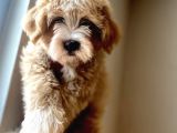A Kali̇te Maltipoo Yavrular