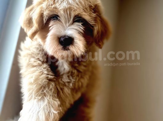 A Kali̇te Maltipoo Yavrular görsel