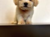 Oyuncu Maltipoo Yavrular