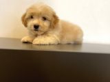 Mi̇ni̇ Maltipoo Yavrular