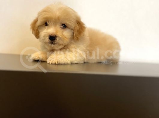 Mi̇ni̇ Maltipoo Yavrular görsel