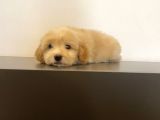 Mi̇ni̇ Maltipoo Yavrular