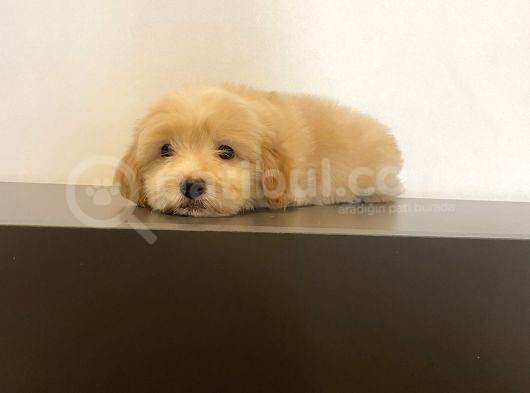 Mi̇ni̇ Maltipoo Yavrular görsel