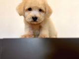 Oyuncu Maltipoo Yavrular