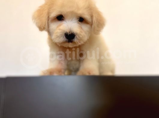 Oyuncu Maltipoo Yavrular görsel