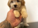 Mi̇ni̇ Maltipoo Yavrular