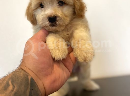 Mi̇ni̇ Maltipoo Yavrular görsel