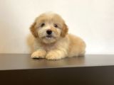Mi̇ni̇ Maltipoo Yavrular