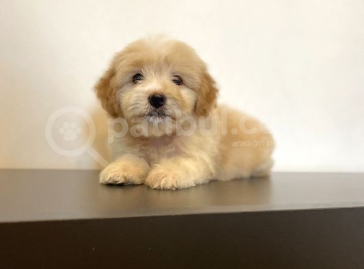 Mi̇ni̇ Maltipoo Yavrular görsel