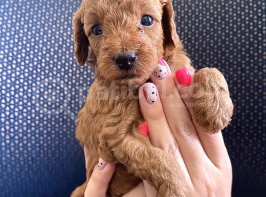 Red Brown Erkek Toy Poodle Yavrumuz