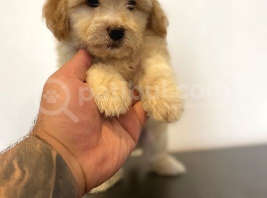 Mi̇ni̇ Maltipoo Yavrular görsel