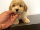 MİNİ MALTIPOO YAVRULAR