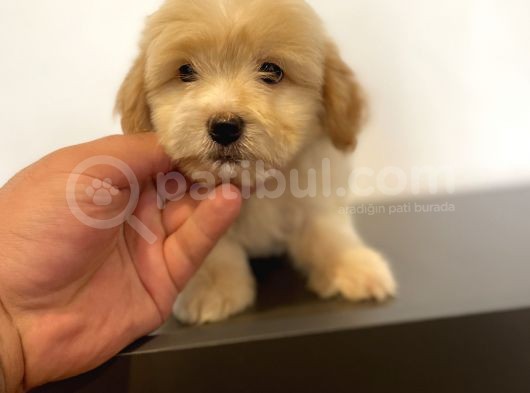Mi̇ni̇ Maltipoo Yavrular