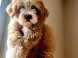 A Kali̇te Maltipoo Yavrular