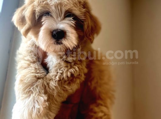 A Kali̇te Maltipoo Yavrular görsel