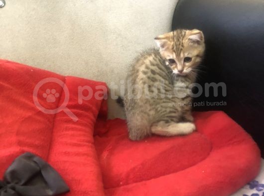 Safkan Harika Renk British görsel
