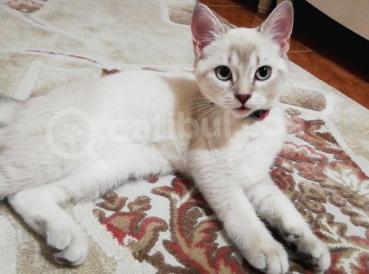 Lynx Bule Point Dışı Yavru görsel
