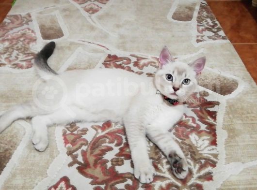 Lynx Bule Point Dışı Yavru görsel